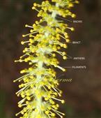  Male Inflorescence - a part 